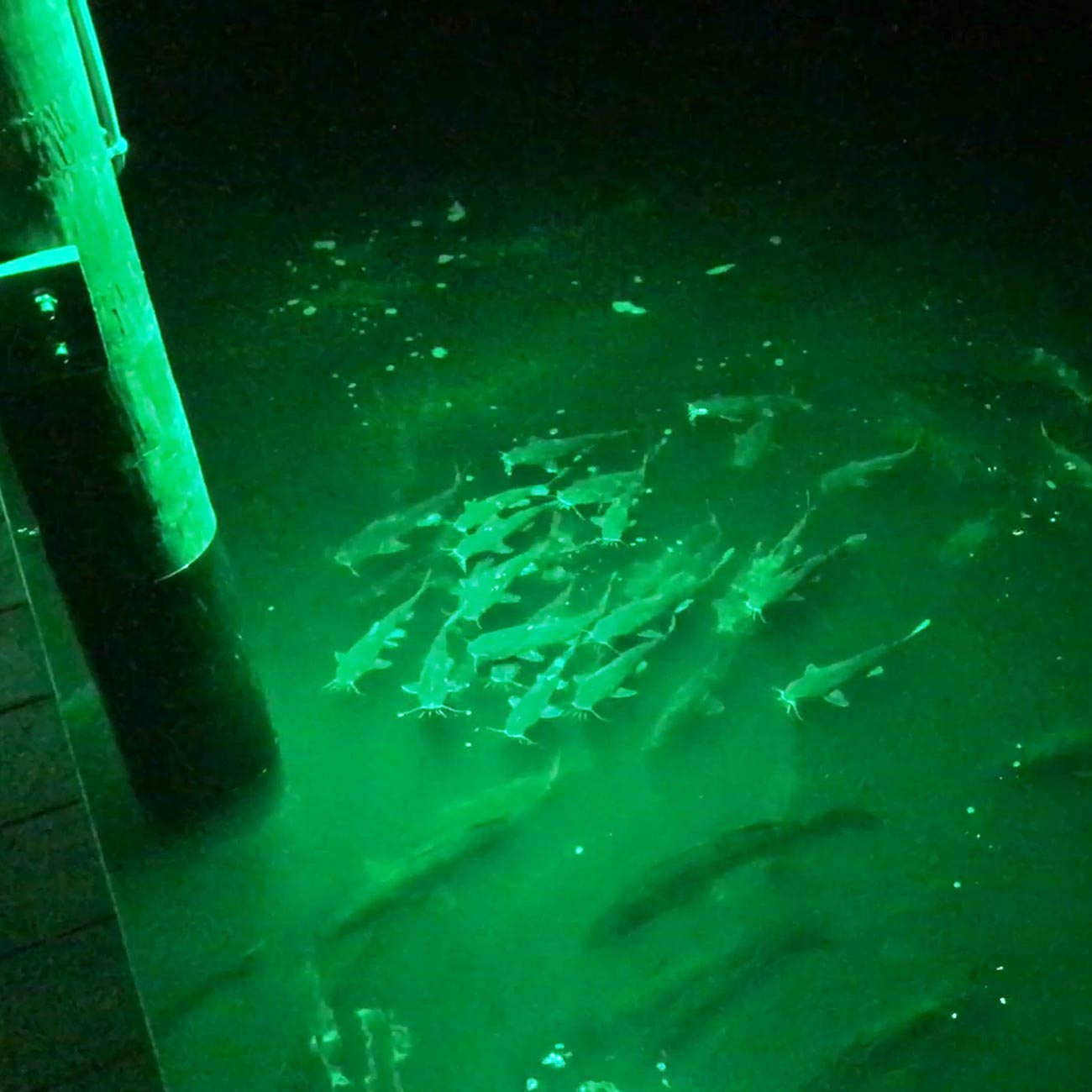 Green Blazer Led Floodlight Night Fishing